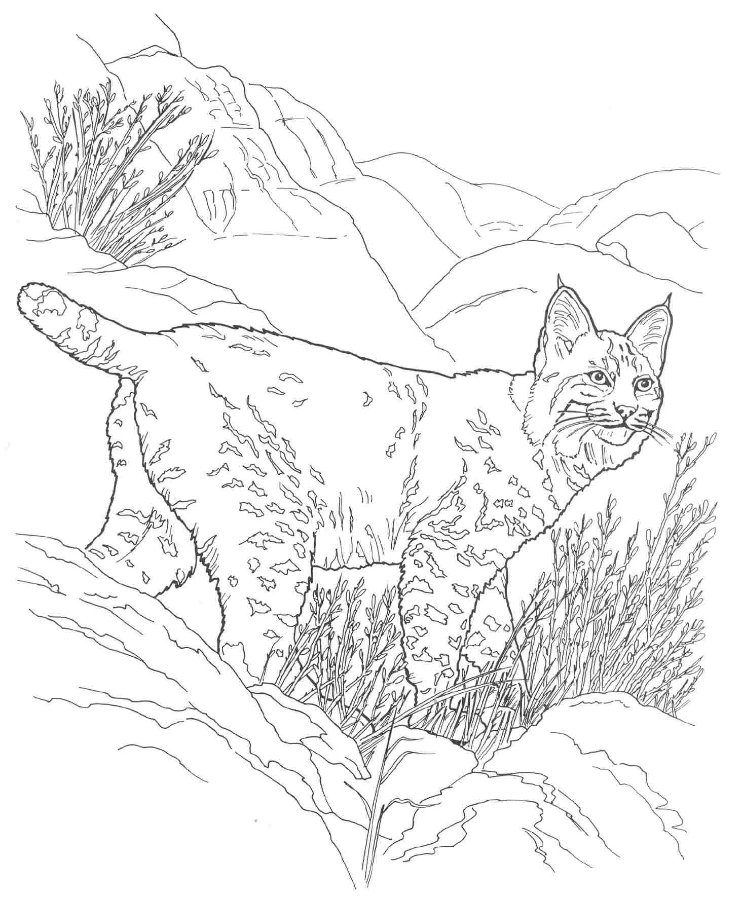 baby bobcat coloring pages - photo #26